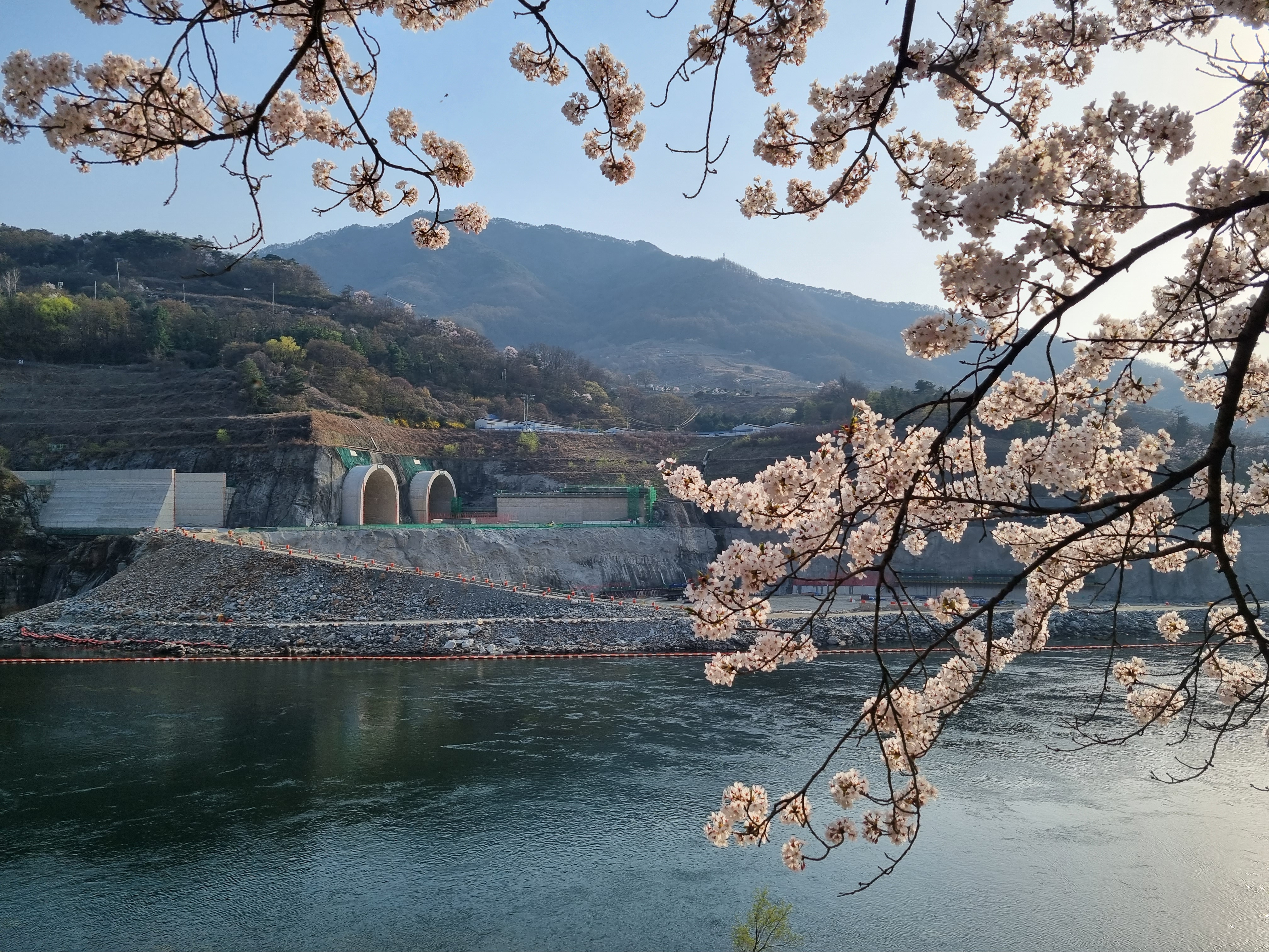 충주 벚꽃