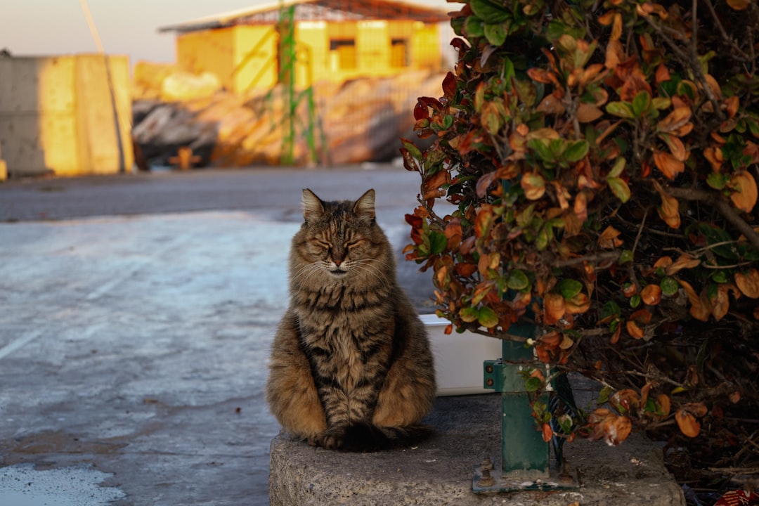 Stray cat