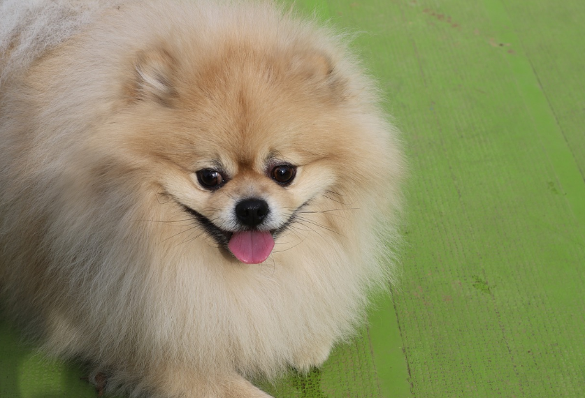 반려동물의 건강 관리로 털 빠짐 예방하기