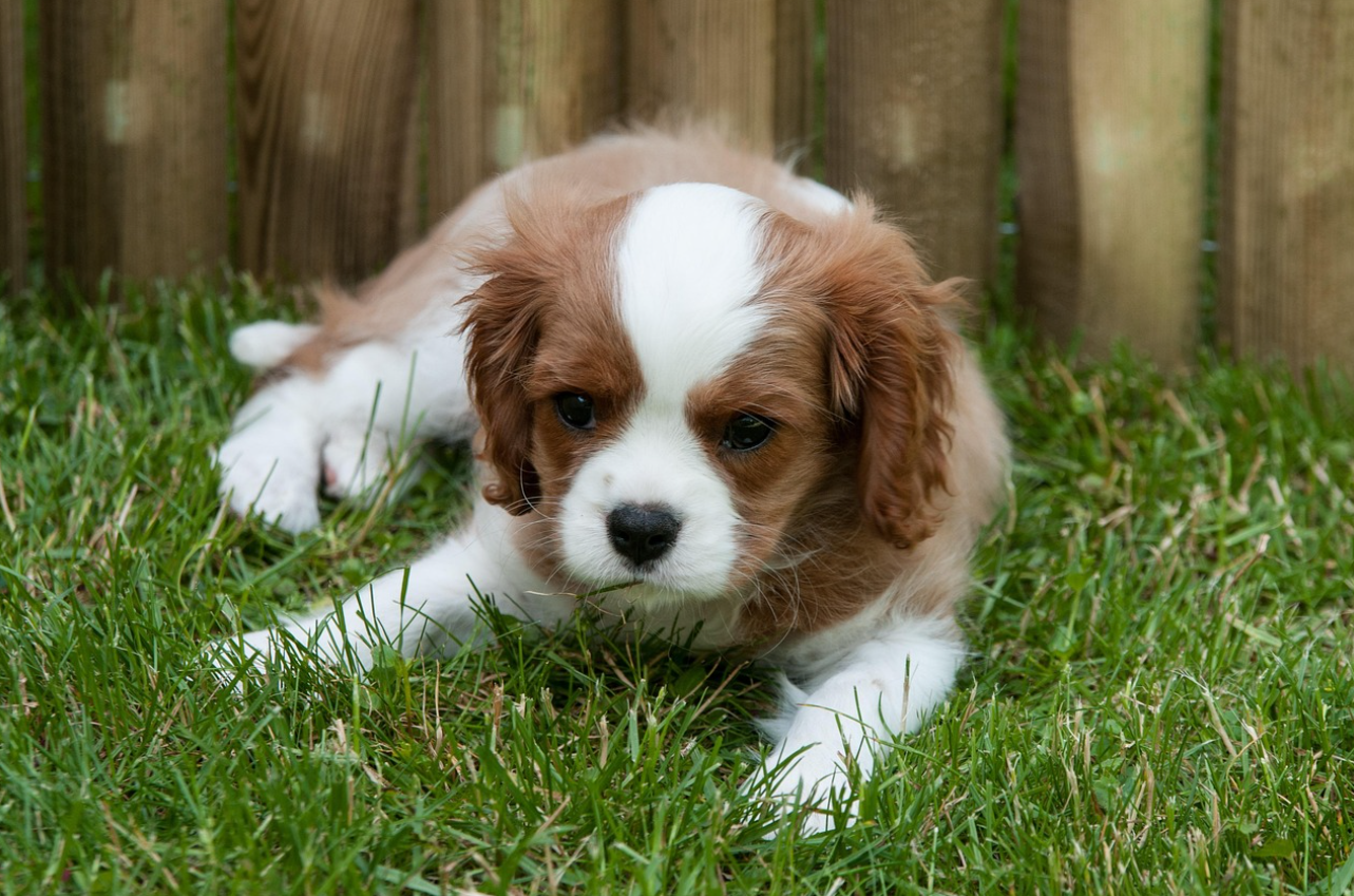 디지털 디스플레이의 과학: 고주사율 영상이 강아지의 시각 인지에 미치는 영향