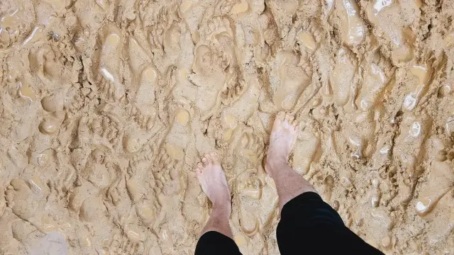 울산대공원 메타세콰이어길 맨발걷기