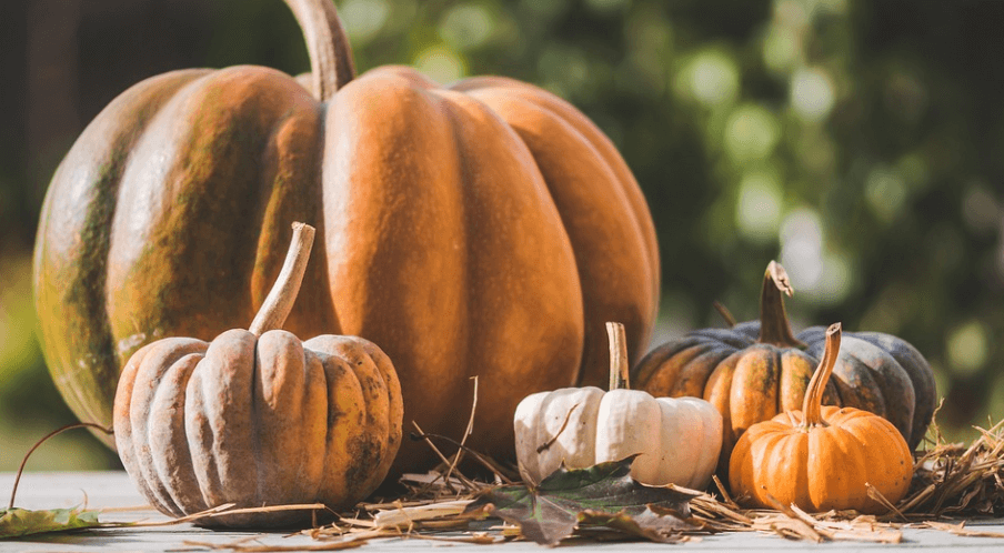 늙은호박 사진 - 14