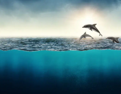 돌고래 꿈
