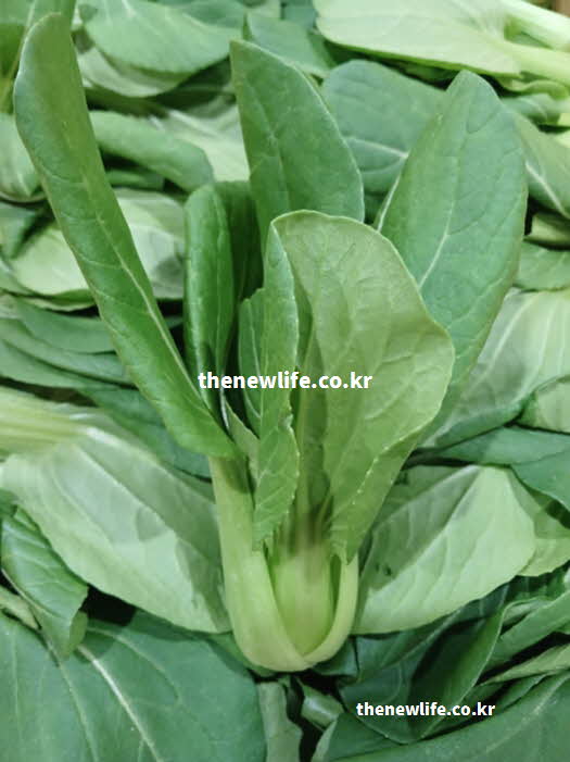 청경채 효능 제철시기 요리활용