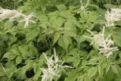 눈개승마 재배법