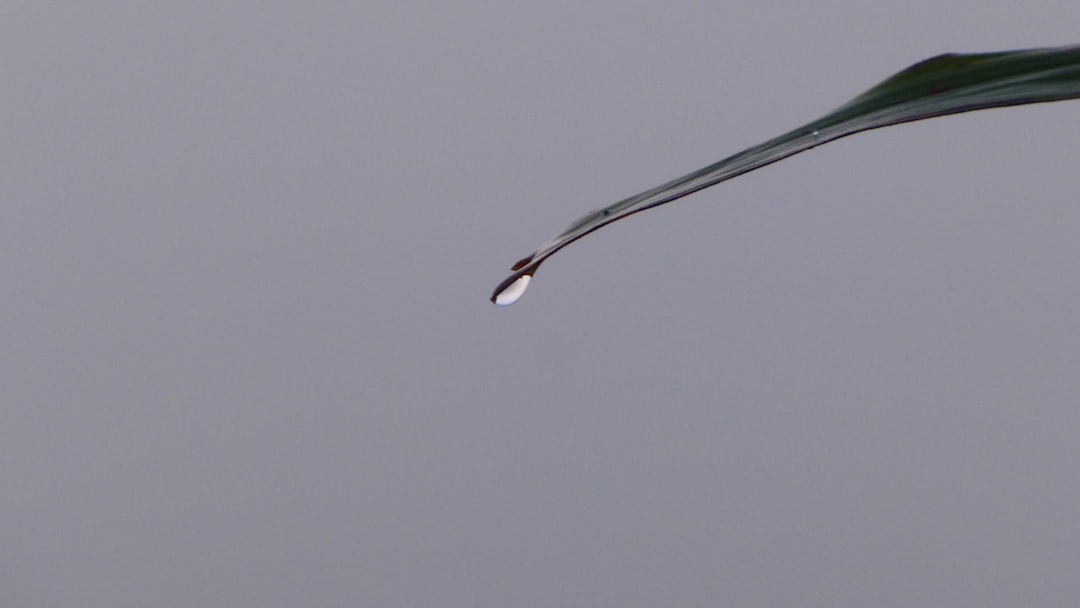 Endoscopy