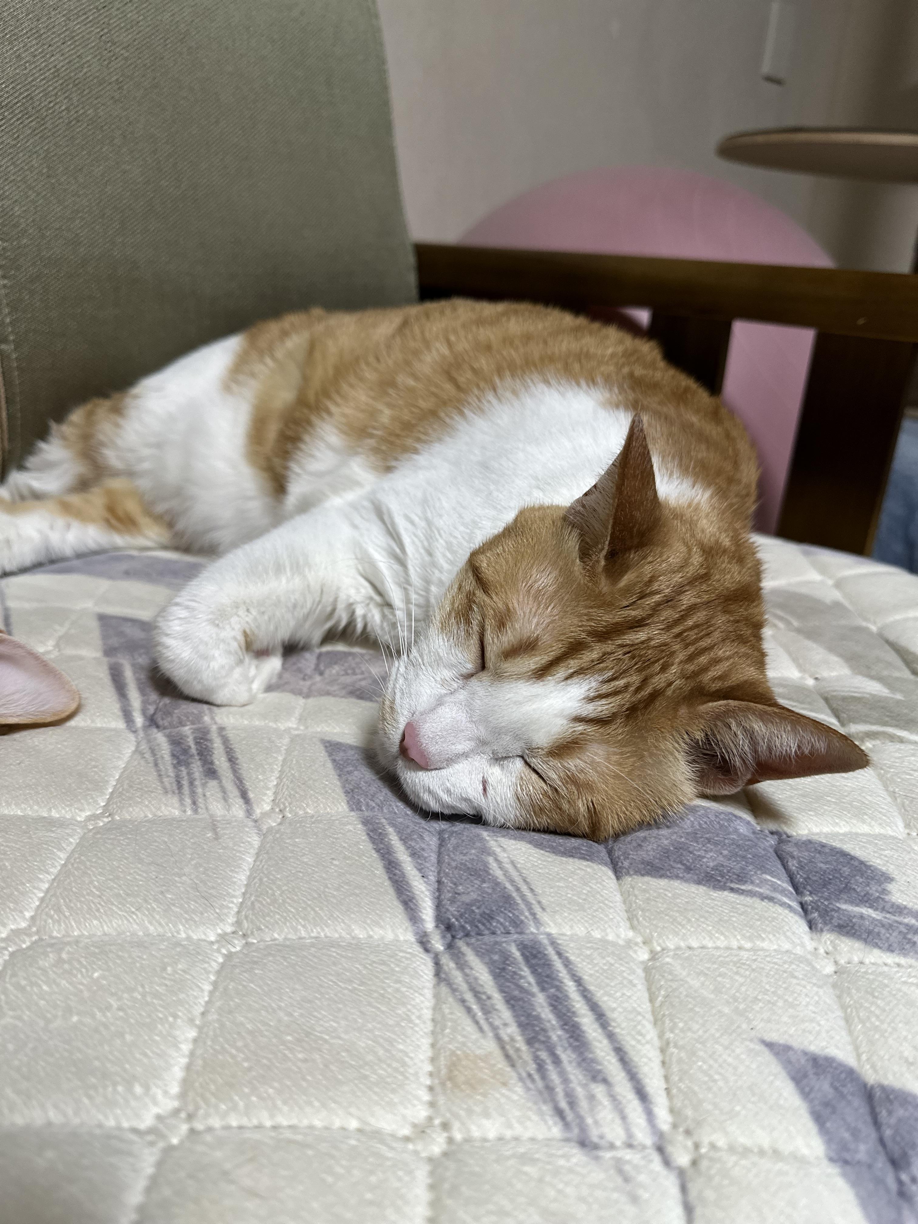 보면 힐링되는 사이좋은 치즈형제들