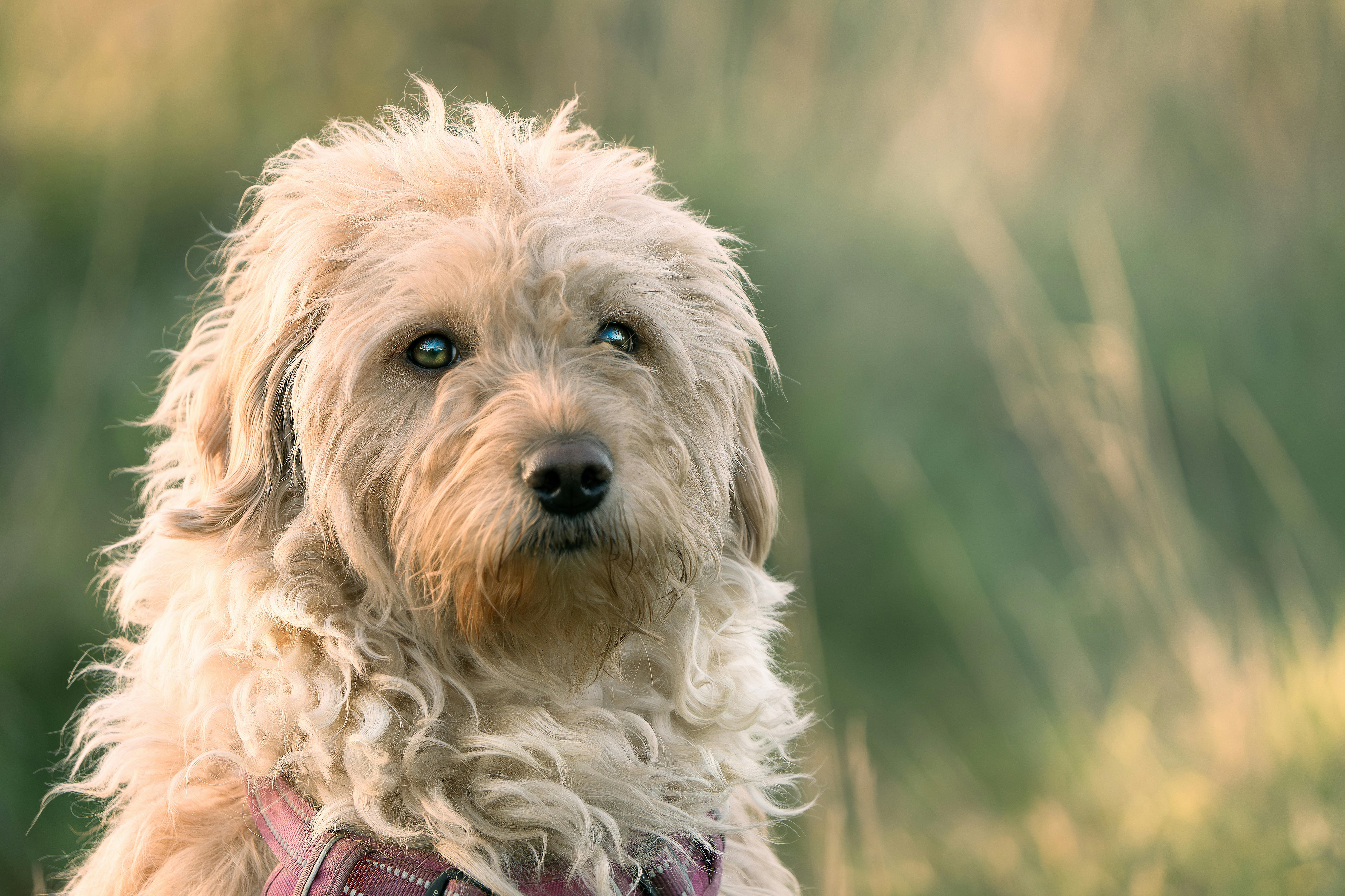 반려동물 체크리스트