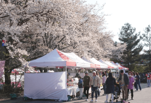 가평 에덴벚꽃길 벚꽃 축제