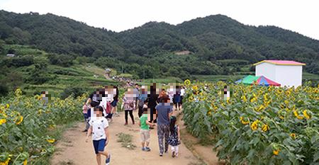 강주 해바라기 축제