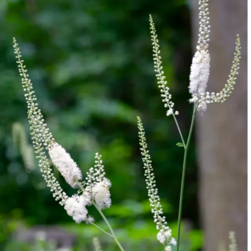 블랙코호시 하얀꽃과 꽃대