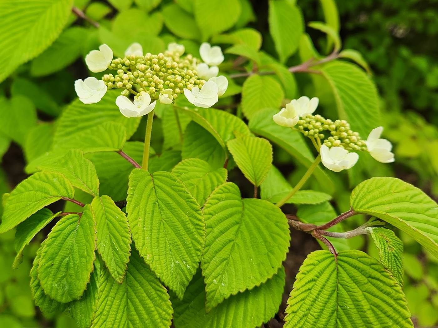 설구화 라나스(라나스덜꿩나무)