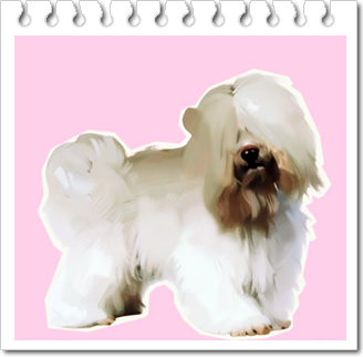 반려견. 코통 드 툴레아(Coton de Tulear)