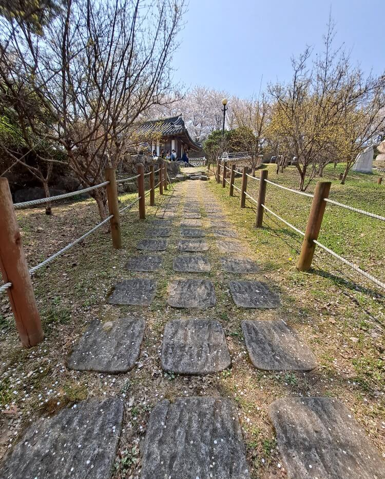 이천설봉공원벚꽃