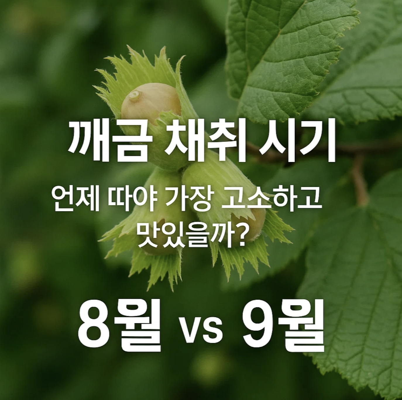 깨금 채취 시기, 언제 따야 가장 고소하고 맛있을까? (8월 vs 9월)