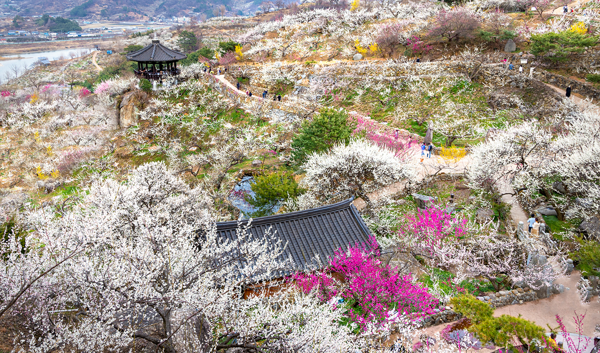 광양매화마을