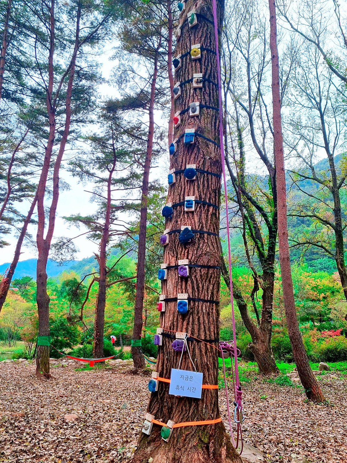 다시 찾아간 2024 인제 가을꽃축제: 국화&amp;#44; 야생화&amp;#44; 수변산책로&amp;#44; 숲 속 꽃길의 매력