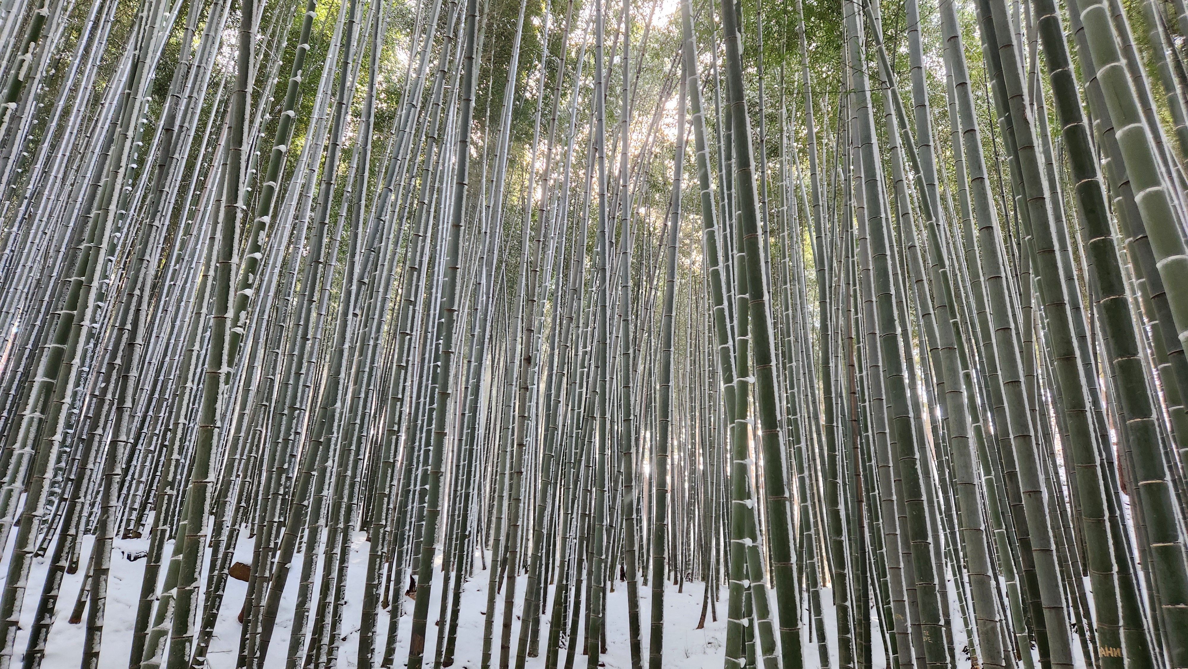 겨울 눈내린 고창읍성 맹종죽림 설경