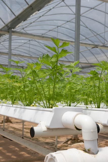 수경재배(Hydroponics)의 원리와 도시 환경에서의 활용법