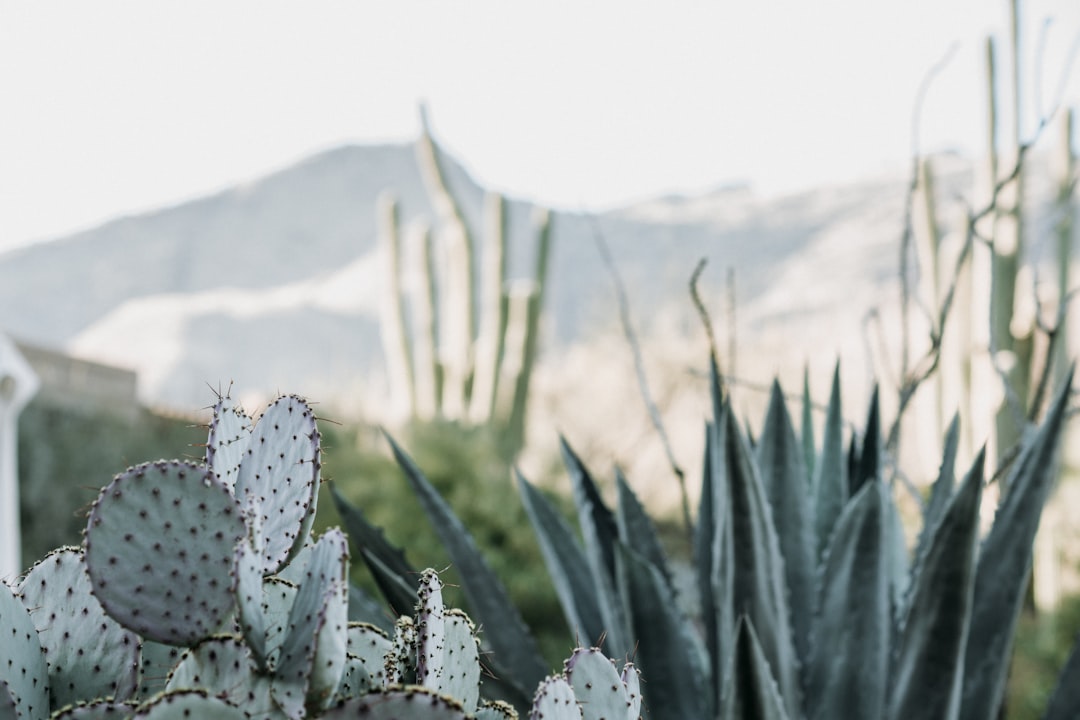 Tucson