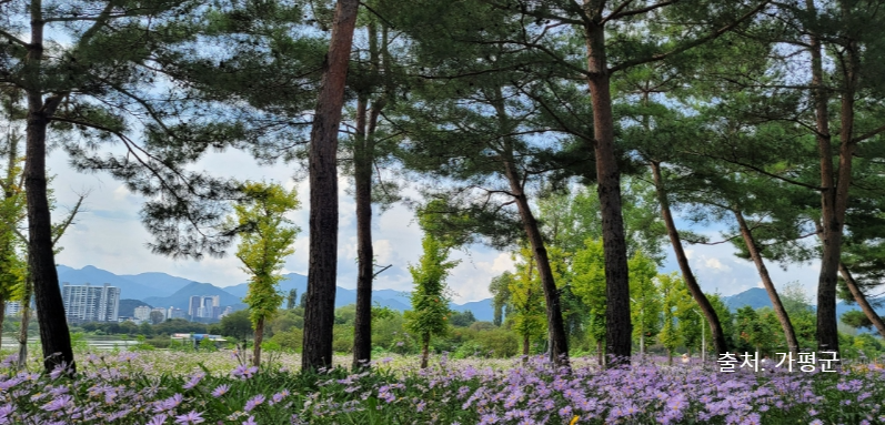 2025 자라섬 꽃 페스타 공연·입장료·주차·가는길·선박까지! 봄꽃축제 꿀팁 한눈에