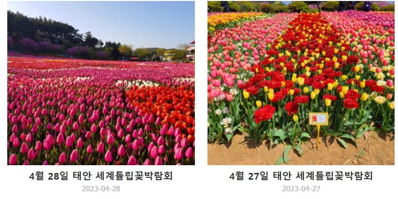 [서울 근교 4월 봄꽃 축제]태안 튤립축제, 안면도 코리아플라워파크