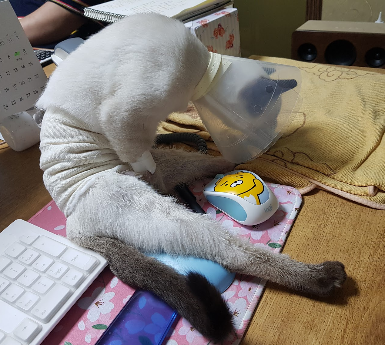 중성화 수술 후 넥카라를 하고 붕대를 감은 크림이(샴고양이)