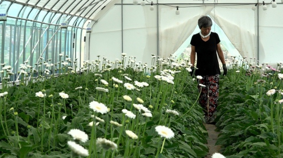영천-정데레사-꽃농장
