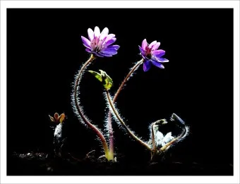 갸륵하다 기특하다 장하다 뜻 의미 사용법_18