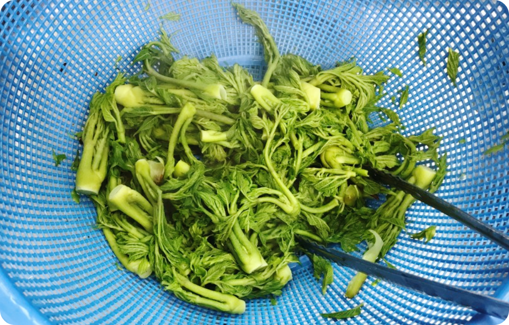 두릅-장아찌-황금레시피