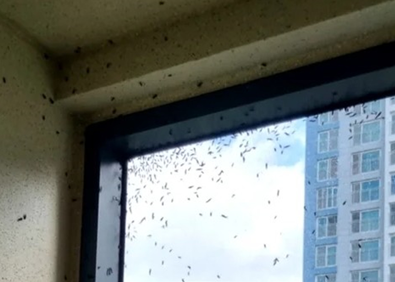 러브버그 생기는 이유와 퇴치 방법