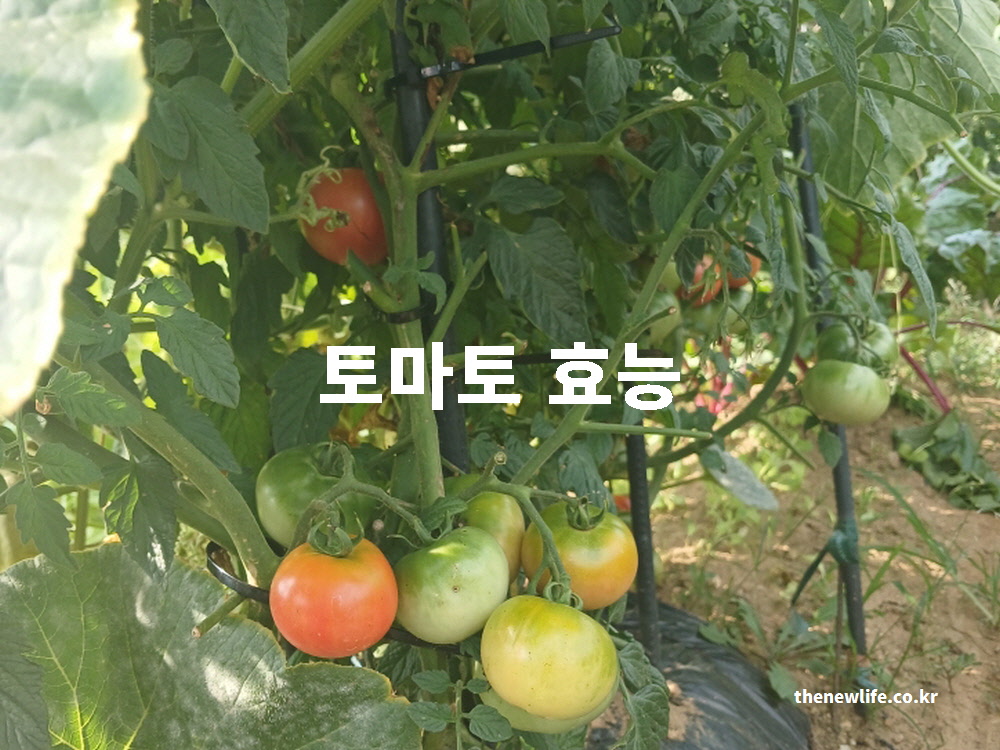 토마토 효능 대표 실사진