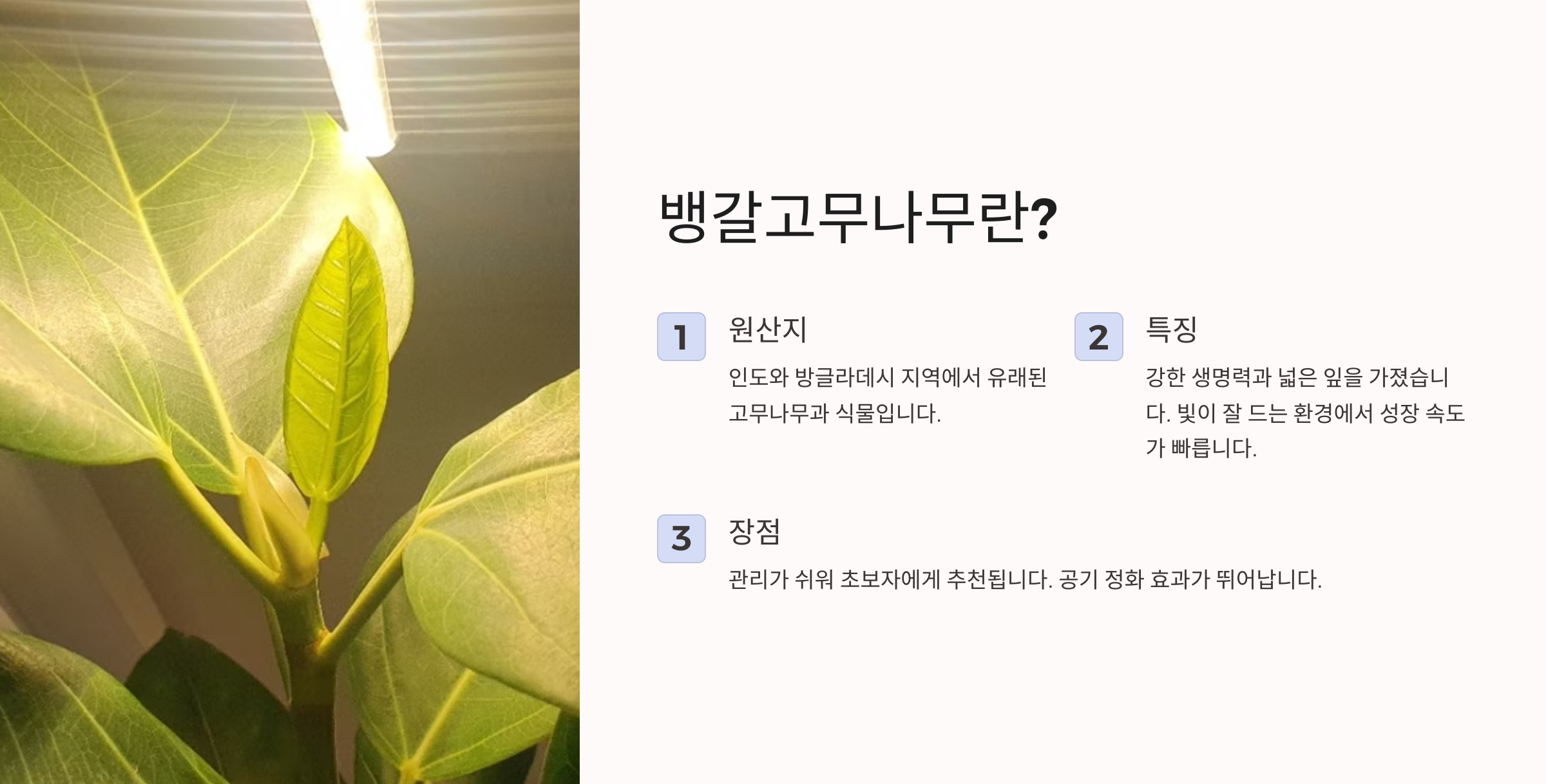 뱅갈고무나무란