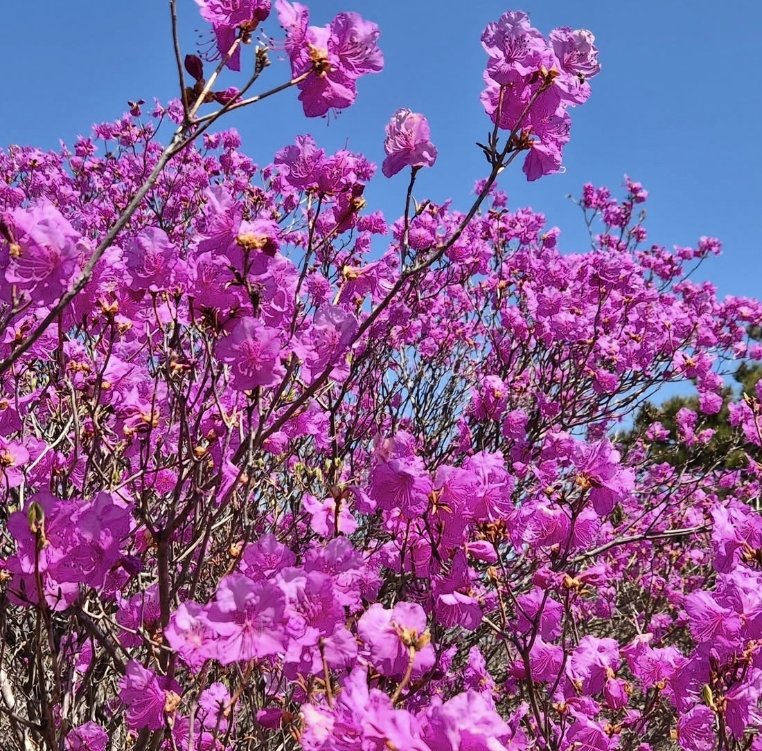 벚꽃은 짧다 지금 더 예쁜 봄꽃 명소 총정리(진달래 유채꽃 명소) 관련사진