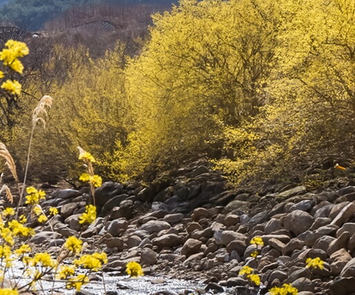 2025 구례 산수유꽃축제