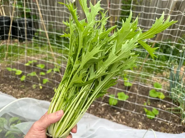 미즈나 재배 직파 요령 빠른 수확 통풍 관리_5