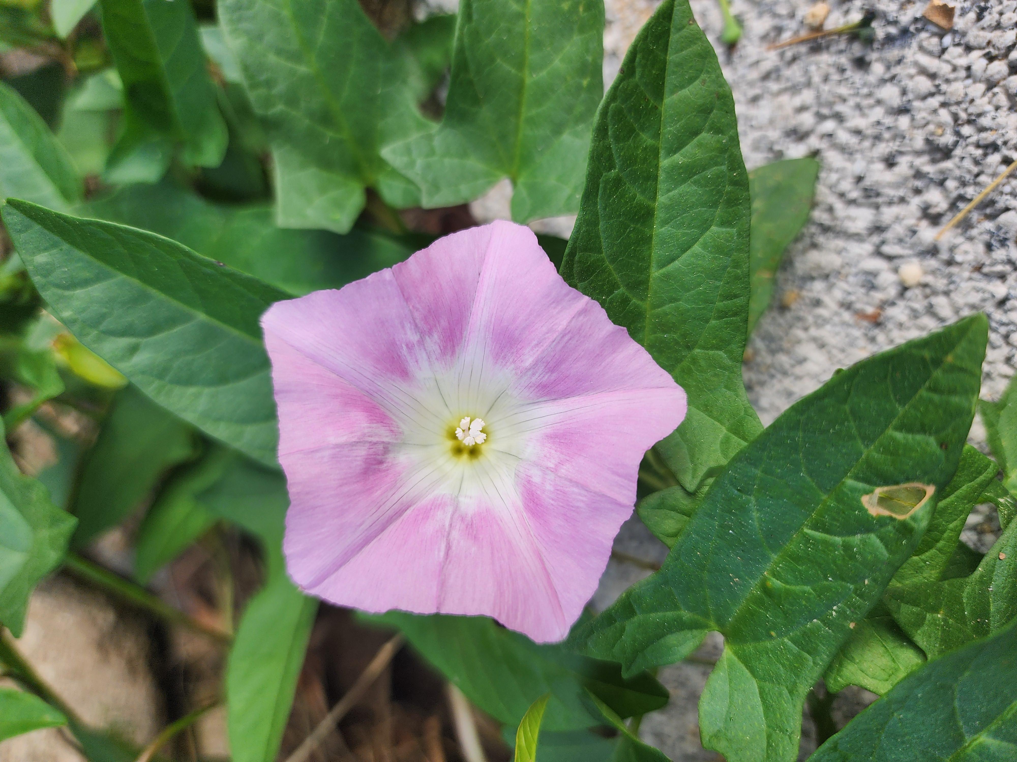 나팔꽃 이야기 - 꽃말, 특징, 이름 유래, 재배 방법