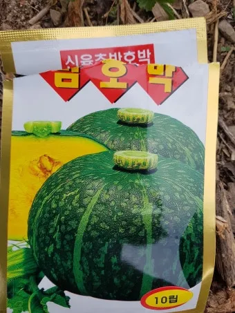 호박씨 심는 시기 파종 시기 재배방법_25