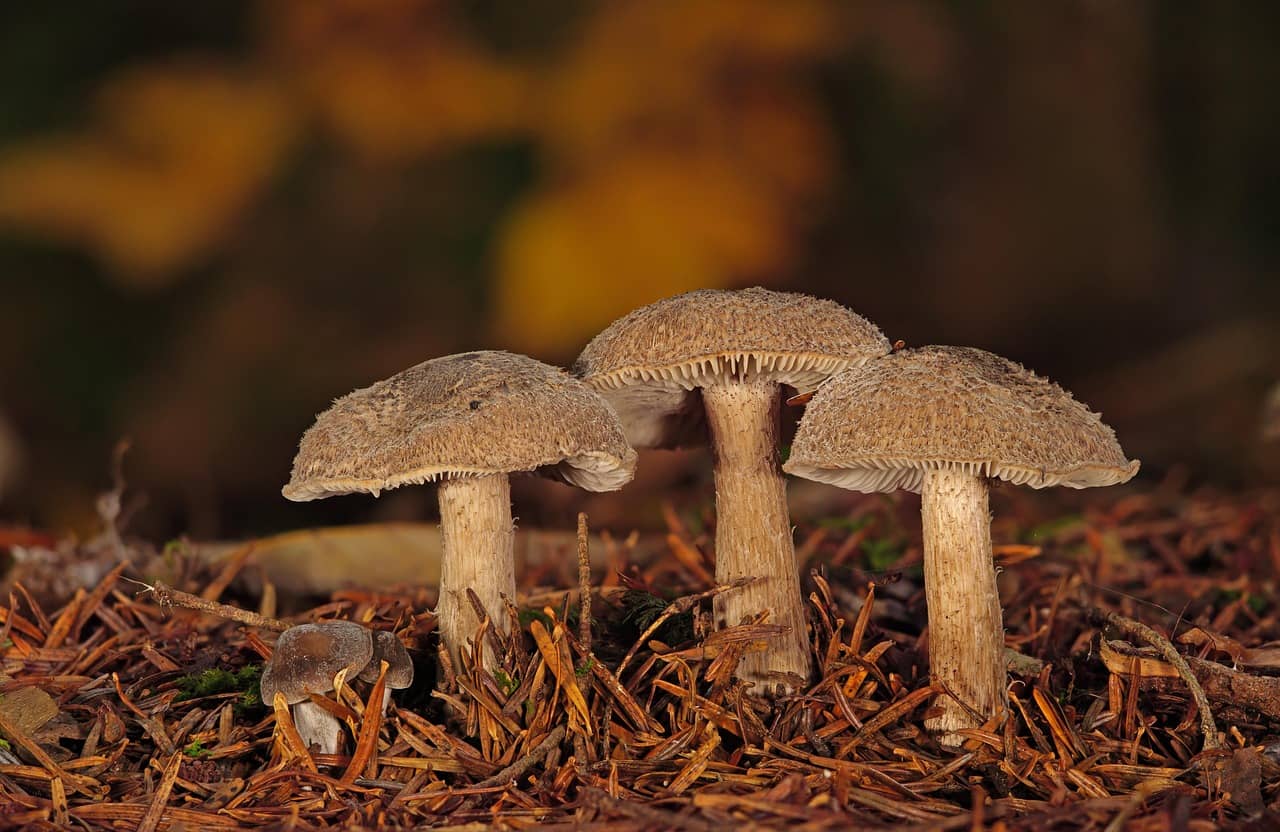 느타리버섯 손질 3분 컷: 물에 씻어도 될까, 결대로 찢어야 할까