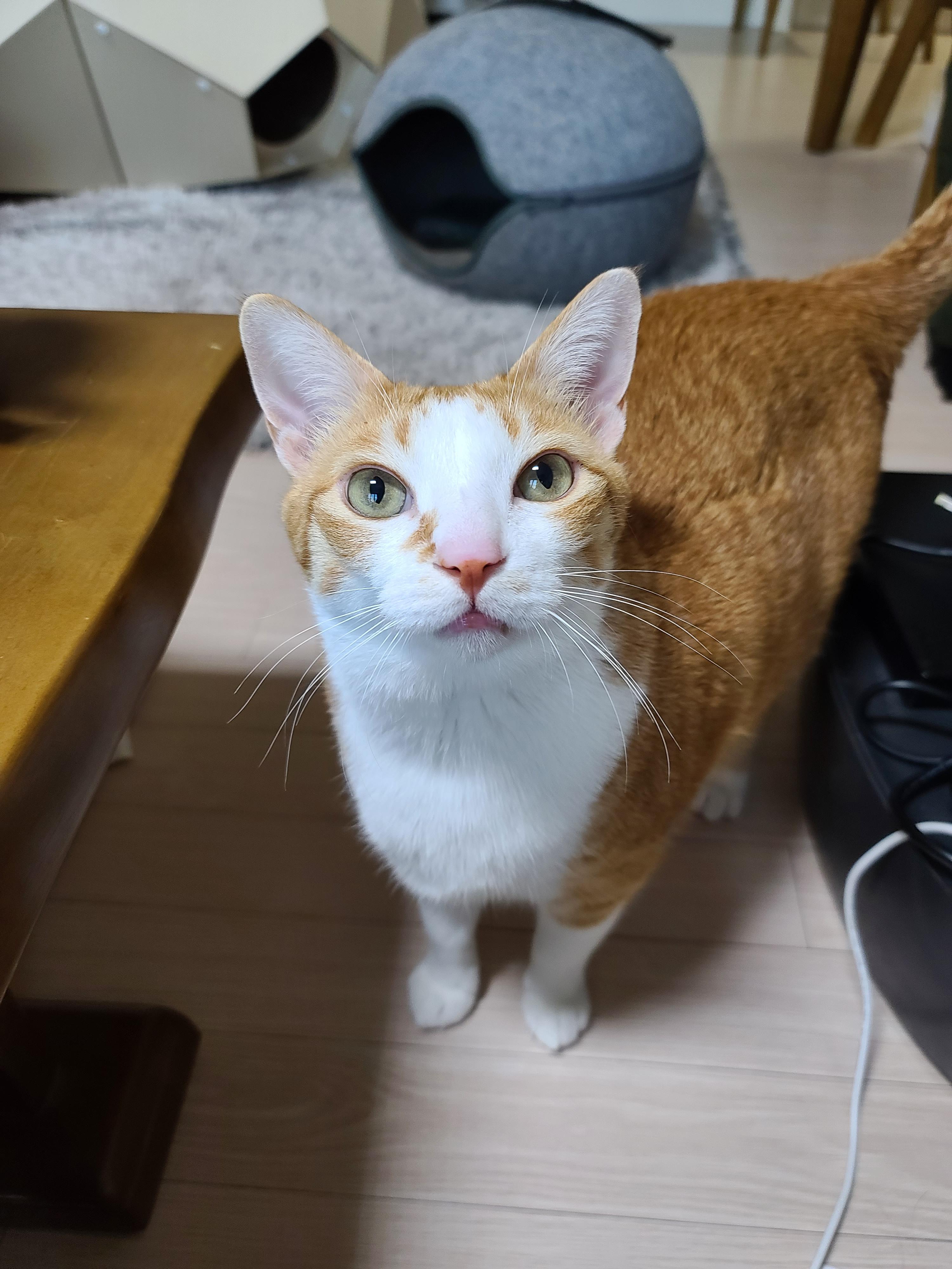 고양이가 엄마집사에게 바라는게 있을때 하는 행동. 눈으로 말해요. 치즈뚱냥이 호야.