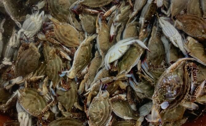 생생정보 음식 X-파일 인천 간장게장 무한리필 맛집 배터지는게장 주문방법