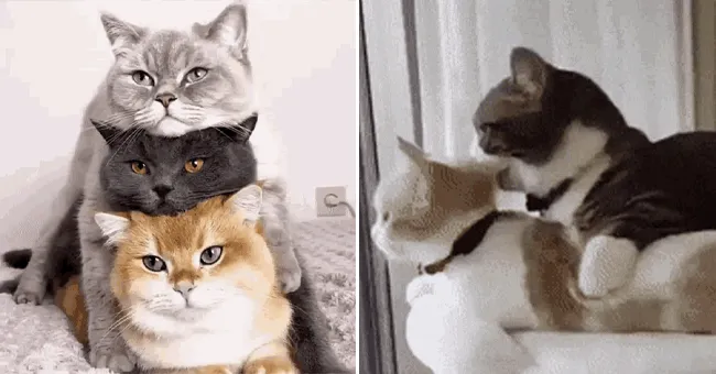 고양이 발정 기간 증상 대처_6