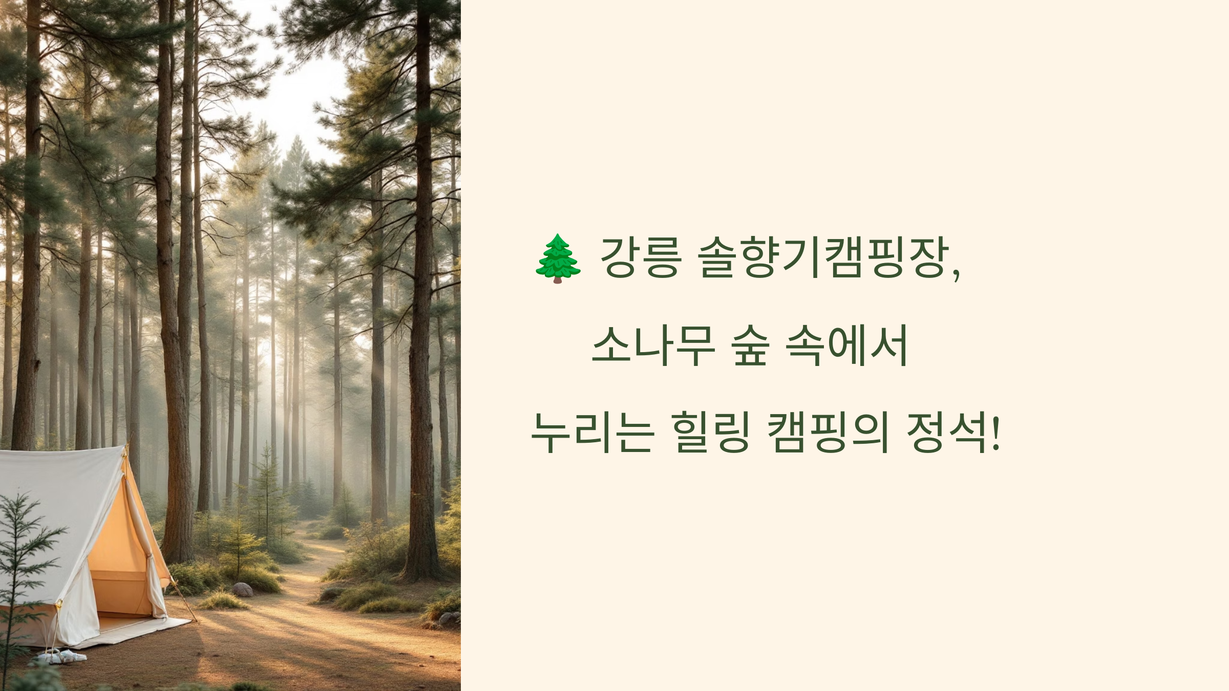 🌲 강릉 솔향기캠핑장, 소나무 숲 속에서 누리는 힐링 캠핑의 정석