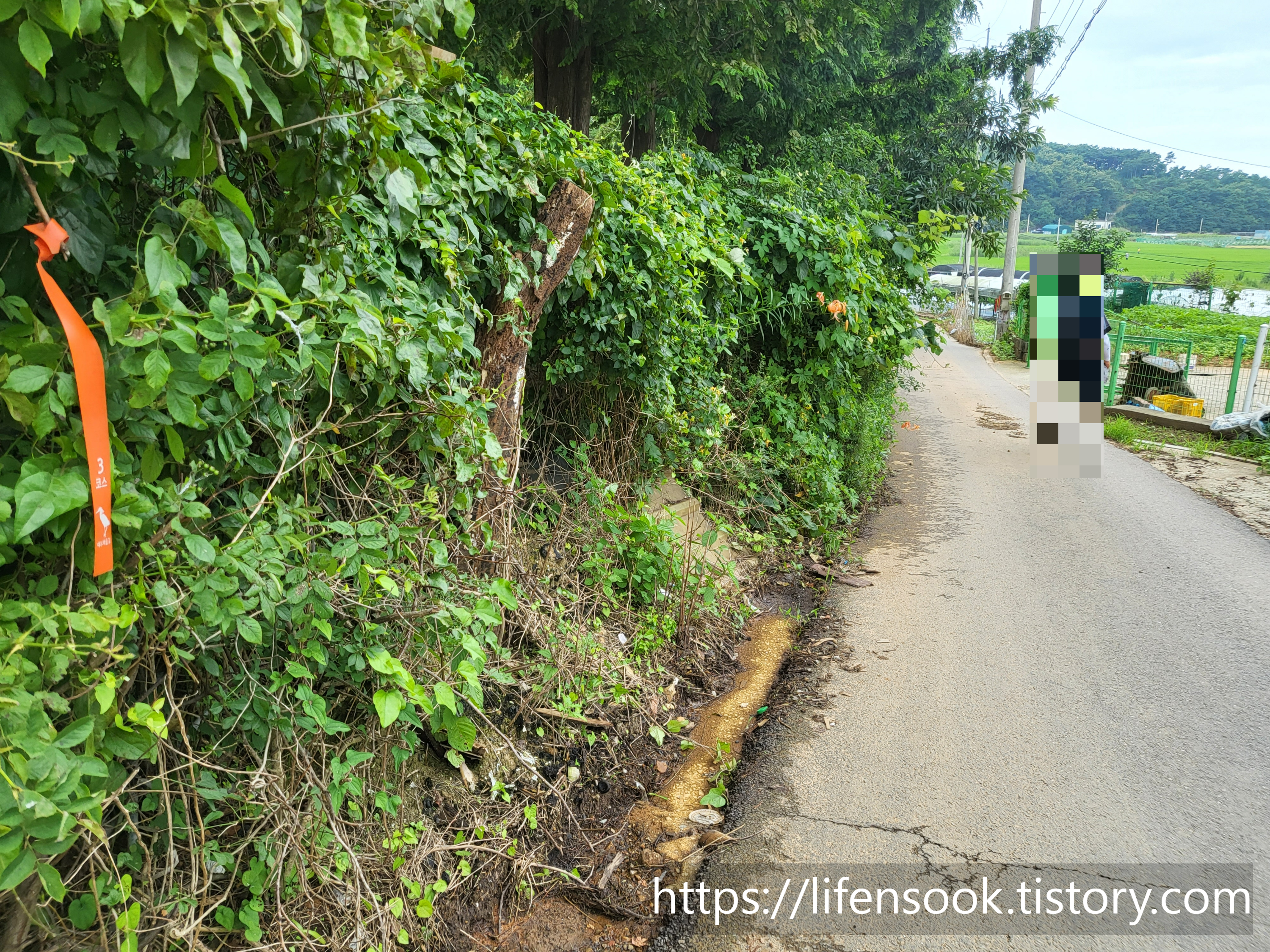 대부해솔길 3코스 주황리본 3