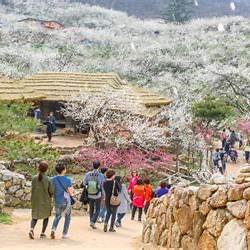 광양 매화축제기간 주차장 개화상황 2025년