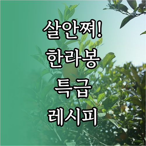 식단 관리 중 먹기 좋은 한라봉 디저..