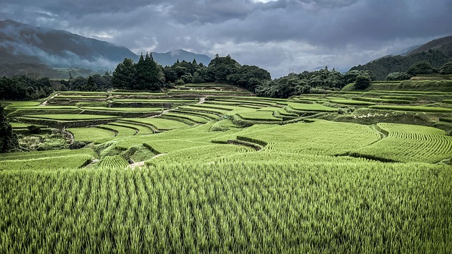 고구마 심는 시기 알아보기 35