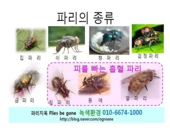 쇠파리에 물리면 증상 대처법과 응급처치 방법 안내_4