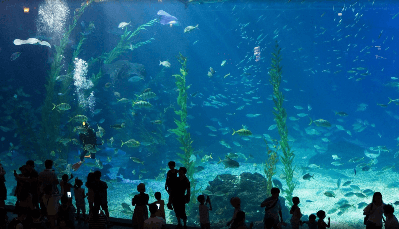 아쿠아-플라넷-제주