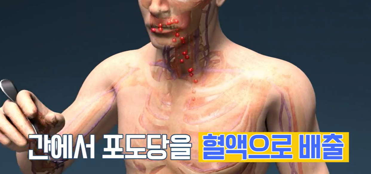 혈당 유산균